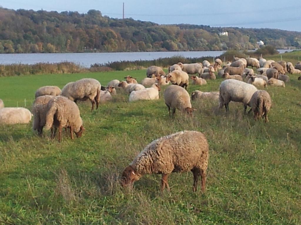 Ferienwohnung Elbe-Ferien 2 Tespe Zimmer foto
